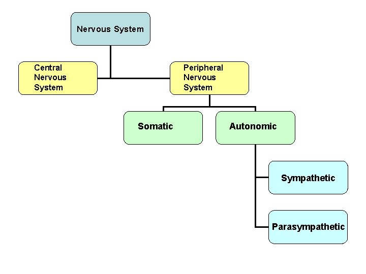 Nervous System Central Nervous System Peripheral Nervous System Somatic Autonomic Sympathetic Parasympathetic 