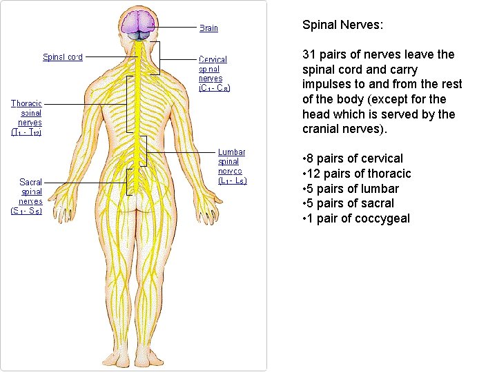 Spinal Nerves: 31 pairs of nerves leave the spinal cord and carry impulses to