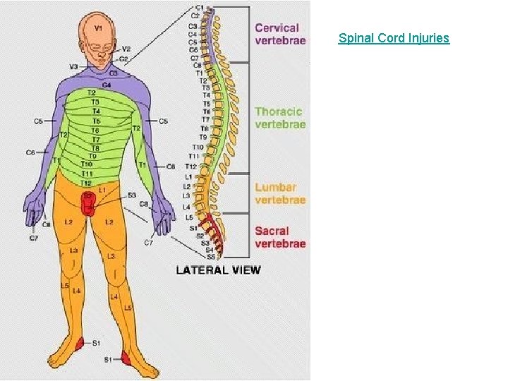 Spinal Cord Injuries 