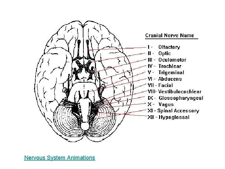 Nervous System Animations 