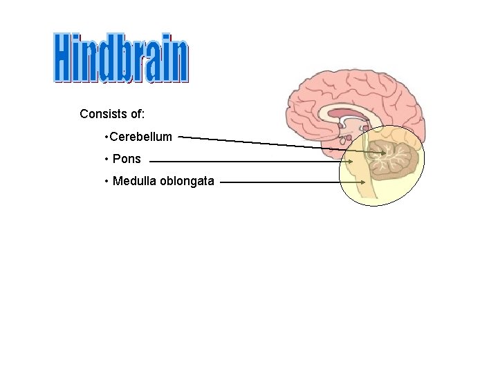 Consists of: • Cerebellum • Pons • Medulla oblongata 