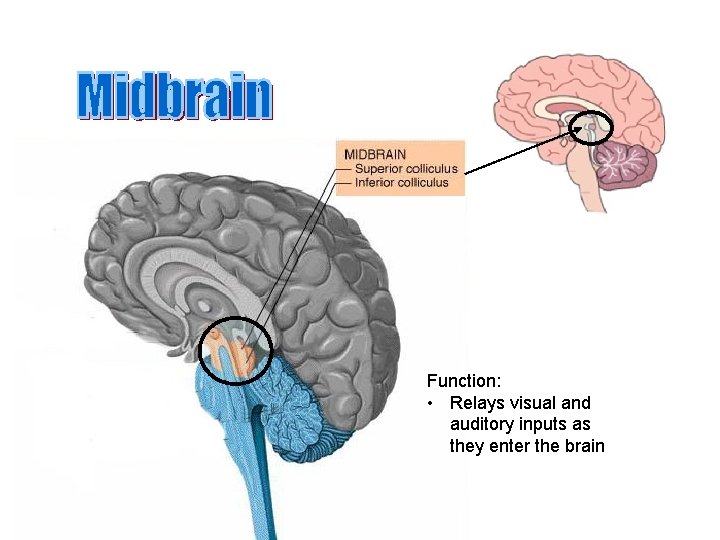 Function: • Relays visual and auditory inputs as they enter the brain 