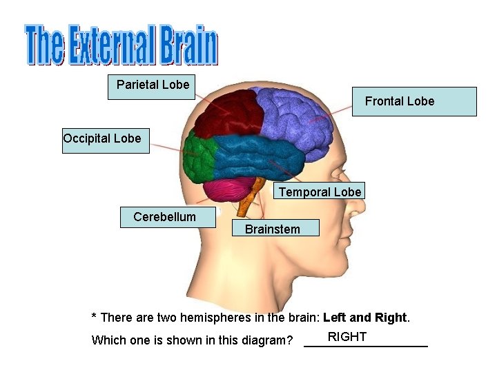 Parietal Lobe Frontal Lobe Occipital Lobe Temporal Lobe Cerebellum Brainstem * There are two