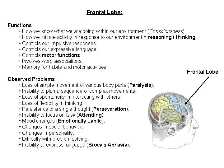 Frontal Lobe: Functions: • How we know what we are doing within our environment