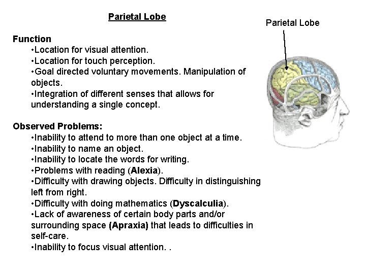 Parietal Lobe Function • Location for visual attention. • Location for touch perception. •