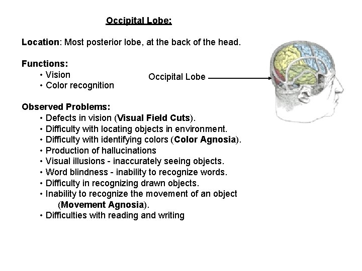 Occipital Lobe: Location: Most posterior lobe, at the back of the head. Functions: •