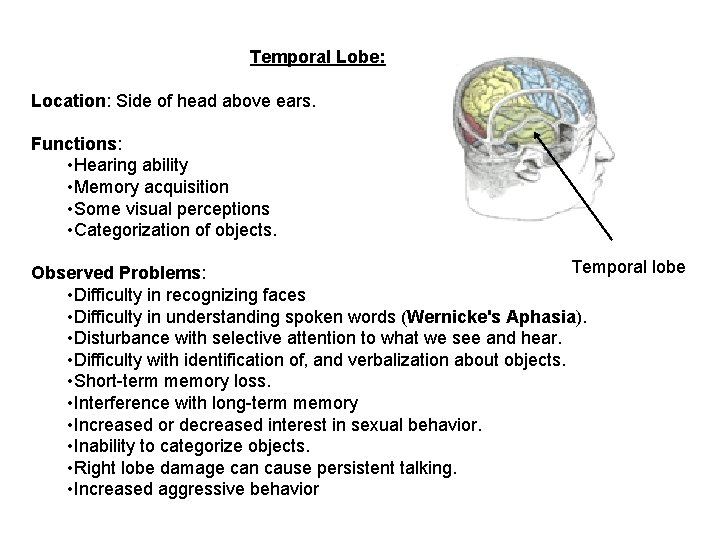 Temporal Lobe: Location: Side of head above ears. Functions: • Hearing ability • Memory