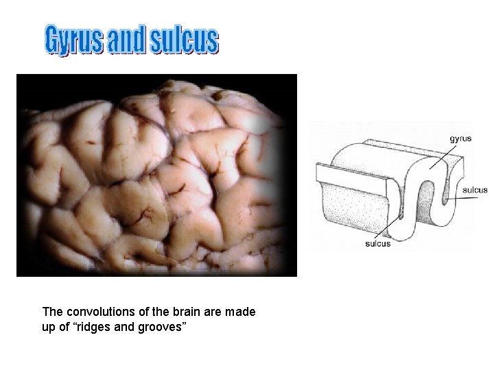 The convolutions of the brain are made up of “ridges and grooves” 