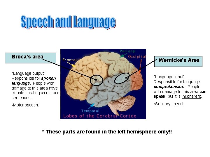 Broca’s area Wernicke’s Area “Language output”. Responsible for spoken language. People with damage to