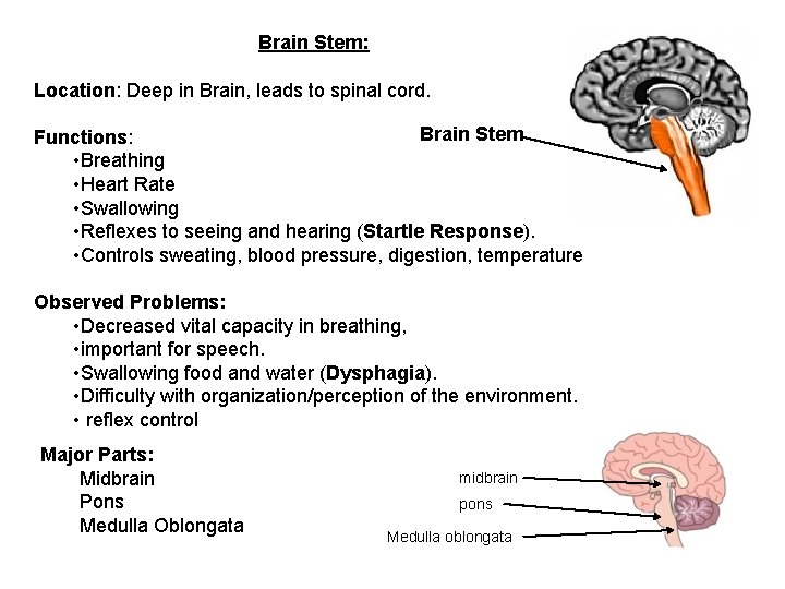 Brain Stem: Location: Deep in Brain, leads to spinal cord. Brain Stem Functions: •