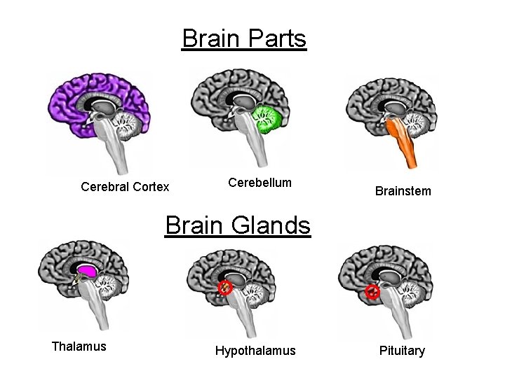 Brain Parts Cerebral Cortex Cerebellum Brainstem Brain Glands Thalamus Hypothalamus Pituitary 