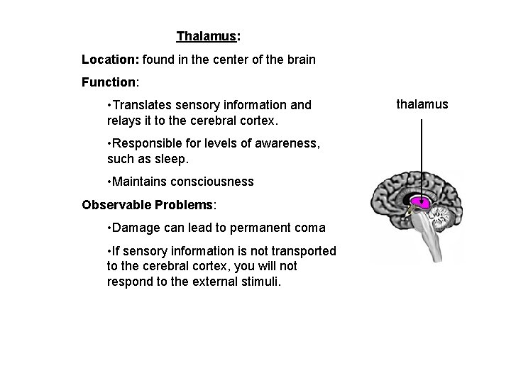 Thalamus: Location: found in the center of the brain Function: • Translates sensory information