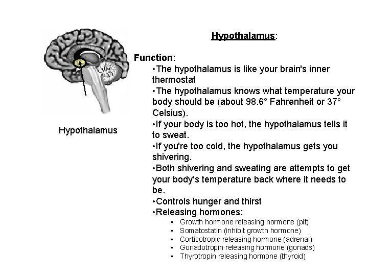 Hypothalamus: Hypothalamus Function: • The hypothalamus is like your brain's inner thermostat • The
