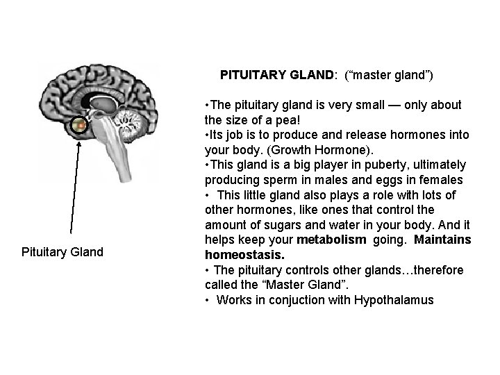 PITUITARY GLAND: (“master gland”) Pituitary Gland • The pituitary gland is very small —