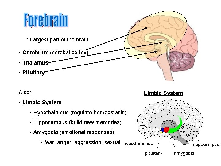 * Largest part of the brain • Cerebrum (cerebal cortex) • Thalamus • Pituitary