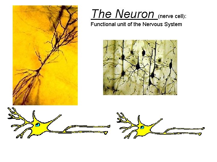 The Neuron (nerve cell): Functional unit of the Nervous System 