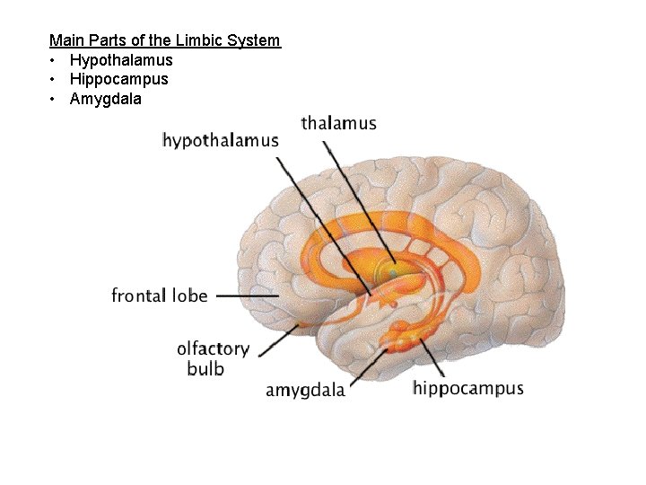 Main Parts of the Limbic System • Hypothalamus • Hippocampus • Amygdala 