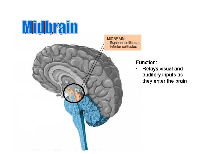 Function: • Relays visual and auditory inputs as they enter the brain 