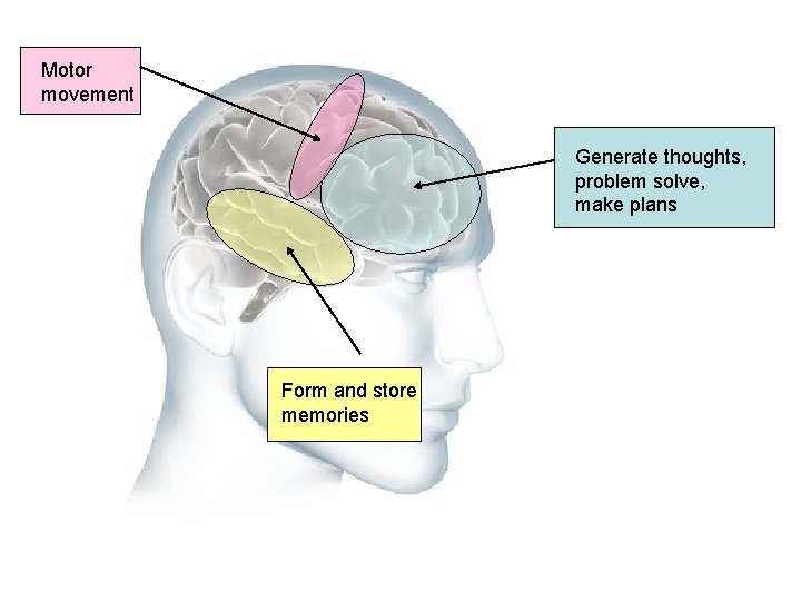 Motor movement Generate thoughts, problem solve, make plans Form and store memories 