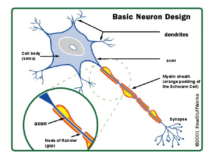 Neuron: nerve cell dendrites Cell body (soma) axon Myelin sheath (orange padding of the