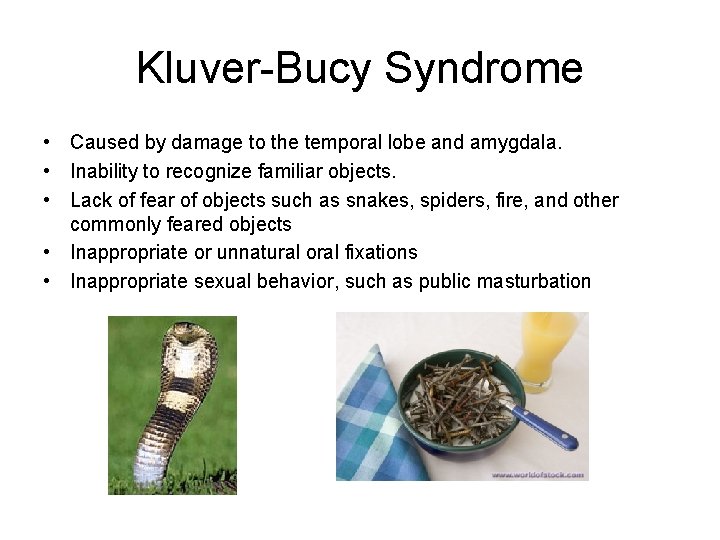 Kluver-Bucy Syndrome • Caused by damage to the temporal lobe and amygdala. • Inability