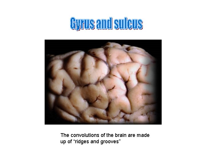 The convolutions of the brain are made up of “ridges and grooves” 