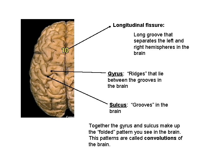 Longitudinal fissure: Long groove that separates the left and right hemispheres in the brain