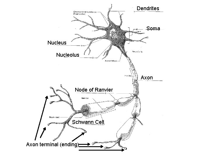 Dendrites Soma Nucleus Nucleolus Axon Node of Ranvier Schwann Cell Axon terminal (ending) 