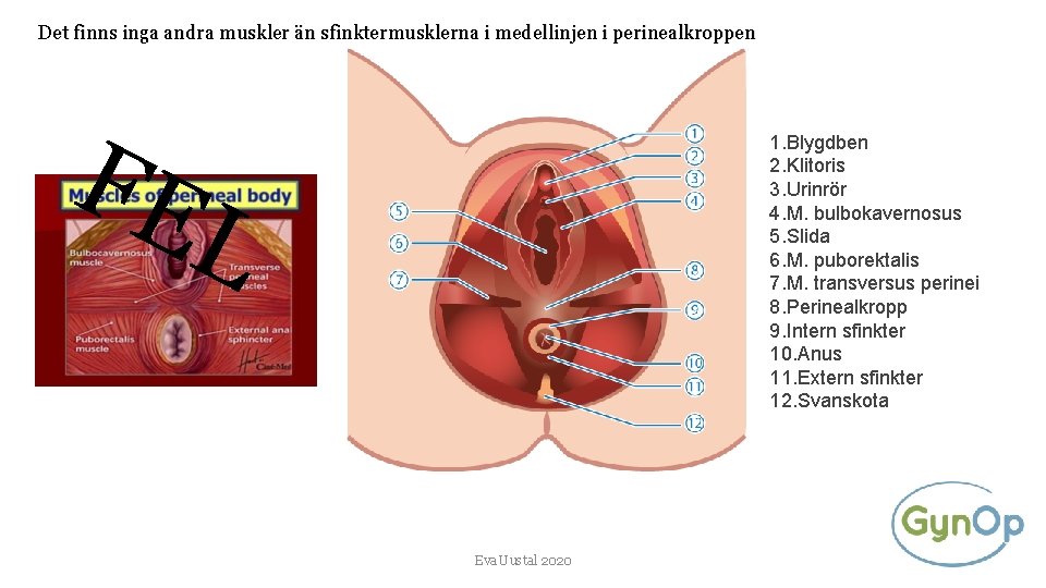 Det finns inga andra muskler än sfinktermusklerna i medellinjen i perinealkroppen FE 1. Blygdben
