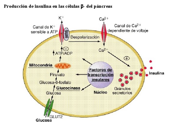 Producción de insulina en las células b- del páncreas 
