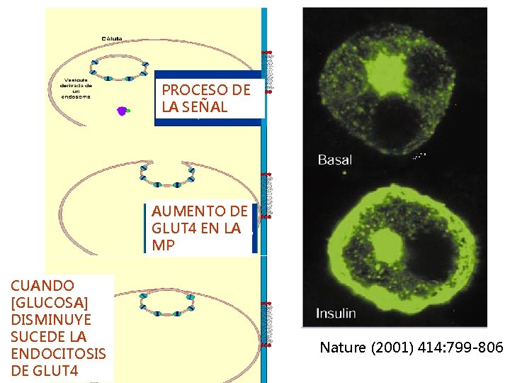 PROCESO DE LA SEÑAL AUMENTO DE GLUT 4 EN LA MP CUANDO [GLUCOSA] DISMINUYE