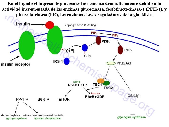 En el hígado el ingreso de glucosa se incrementa dramáticamente debido a la actividad