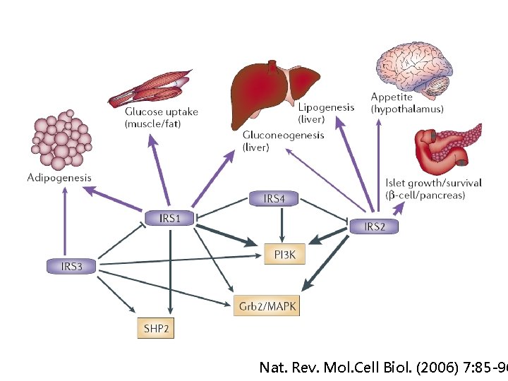 Nat. Rev. Mol. Cell Biol. (2006) 7: 85 -96 