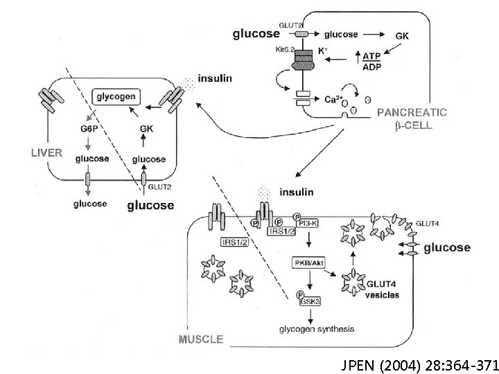JPEN (2004) 28: 364 -371 