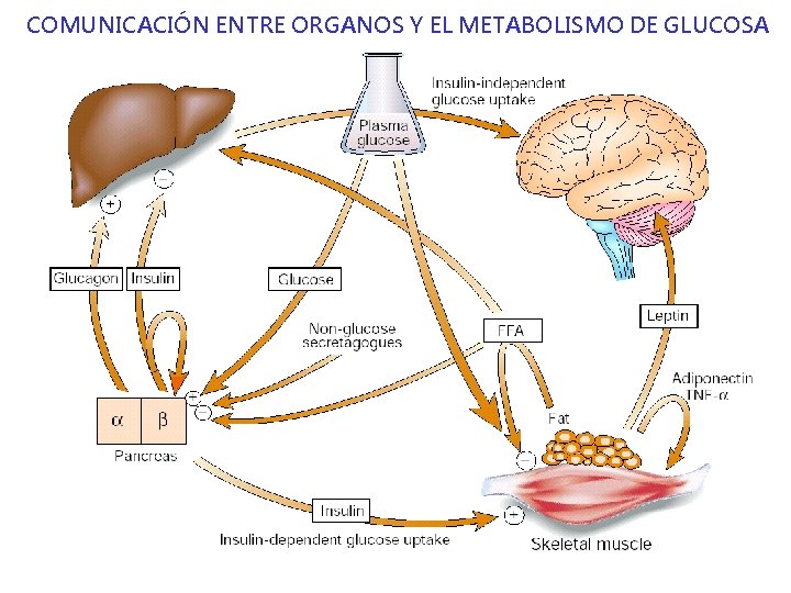 COMUNICACIÓN ENTRE ORGANOS Y EL METABOLISMO DE GLUCOSA 