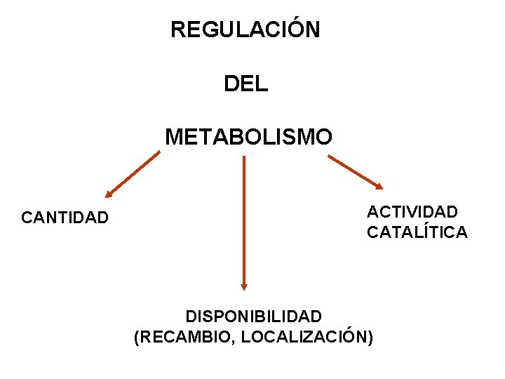 REGULACIÓN DEL METABOLISMO CANTIDAD ACTIVIDAD CATALÍTICA DISPONIBILIDAD (RECAMBIO, LOCALIZACIÓN) 