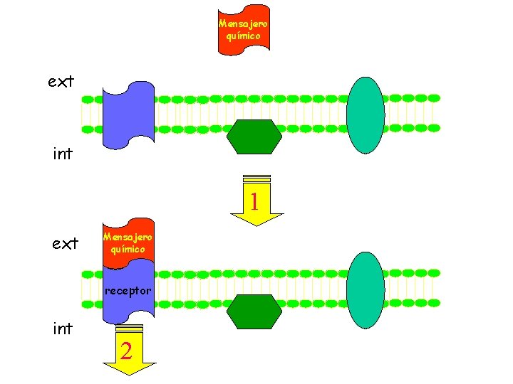 Mensajero químico ext int 1 ext Mensajero químico receptor int 2 