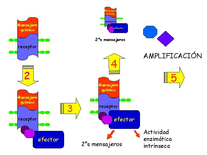 Mensajero químico receptor Mensajero químico efector 2°s mensajeros receptor 4 2 Mensajero químico 3