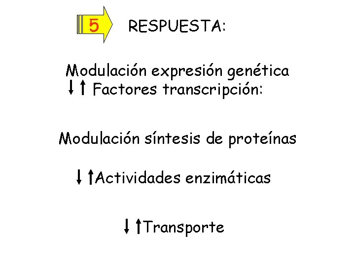 5 RESPUESTA: Modulación expresión genética Factores transcripción: Modulación síntesis de proteínas Actividades enzimáticas Transporte