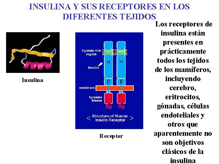 INSULINA Y SUS RECEPTORES EN LOS DIFERENTES TEJIDOS Insulina Receptor Los receptores de insulina