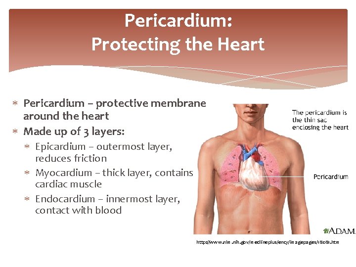 Pericardium: Protecting the Heart Pericardium – protective membrane around the heart Made up of