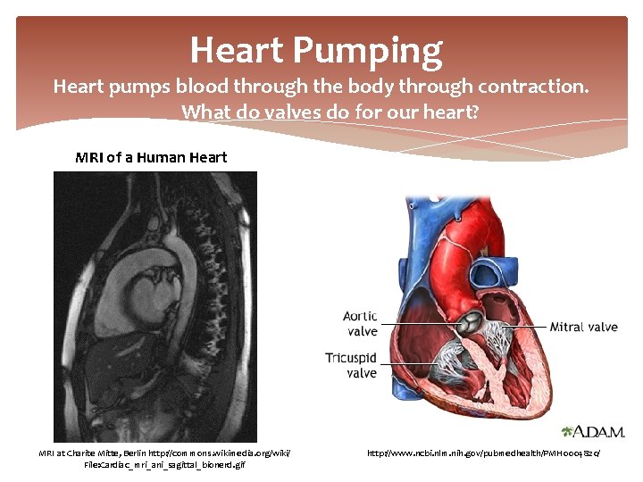 Heart Pumping Heart pumps blood through the body through contraction. What do valves do