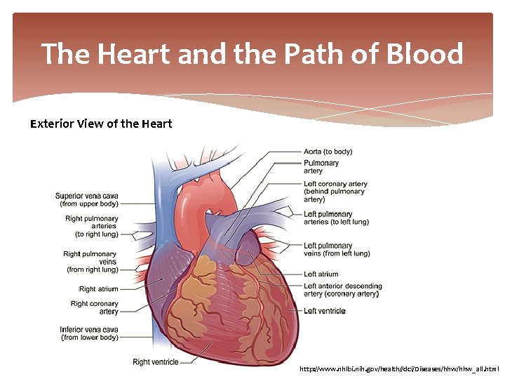 The Heart and the Path of Blood Exterior View of the Heart http: //www.