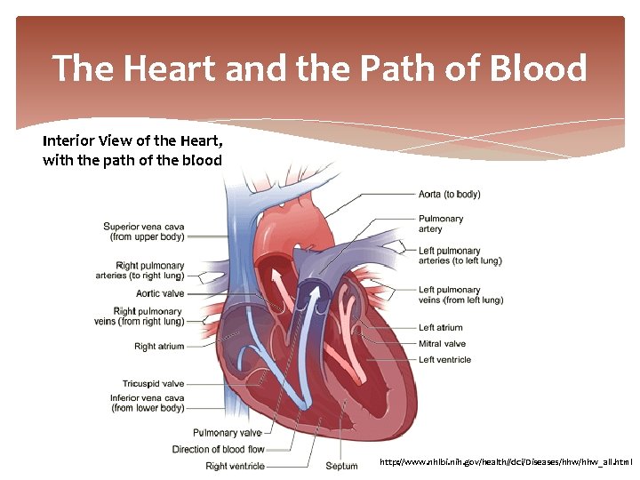 The Heart and the Path of Blood Interior View of the Heart, with the