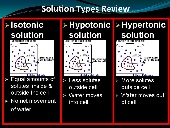 Solution Types Review Ø Isotonic Ø Hypertonic solution Equal amounts of solutes inside &
