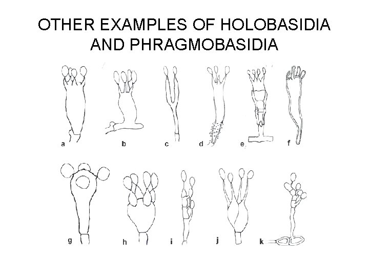 OTHER EXAMPLES OF HOLOBASIDIA AND PHRAGMOBASIDIA 