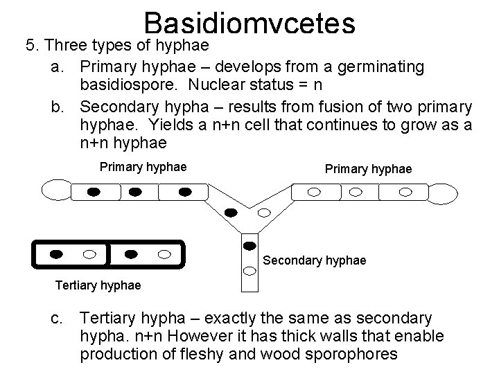 Basidiomycetes 5. Three types of hyphae a. Primary hyphae – develops from a germinating