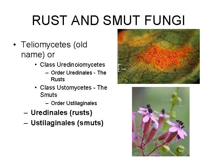 RUST AND SMUT FUNGI • Teliomycetes (old name) or • Class Uredinoiomycetes – Order