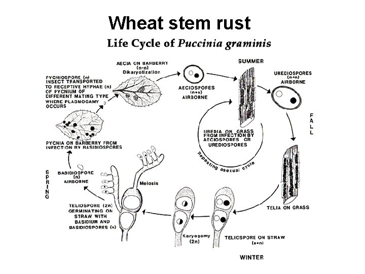 Wheat stem rust 