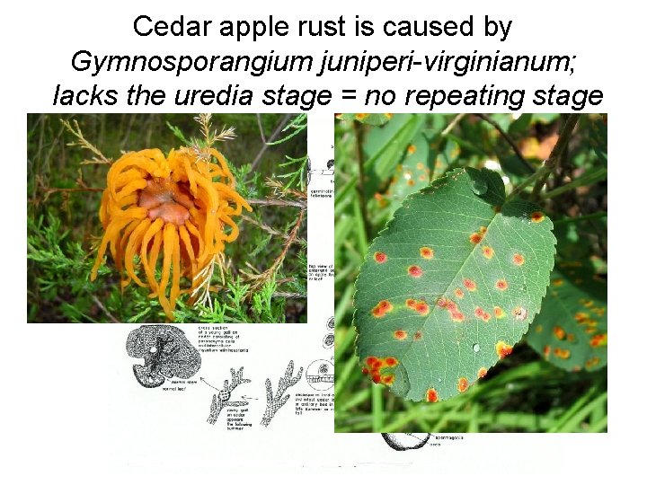Cedar apple rust is caused by Gymnosporangium juniperi-virginianum; lacks the uredia stage = no
